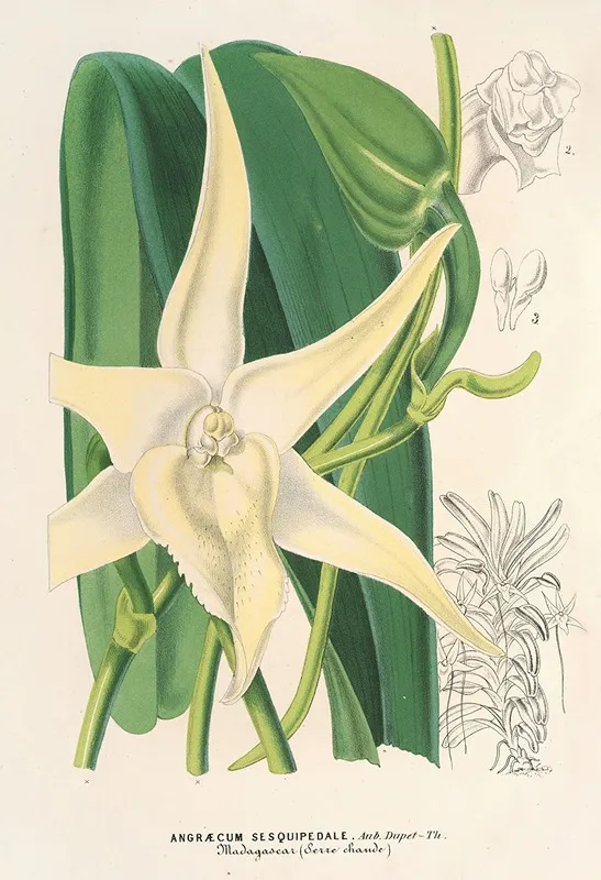 Angraecum Sesquipedale Wall Art by Charles Antoine Lemaire - High-Resolution Digital Print