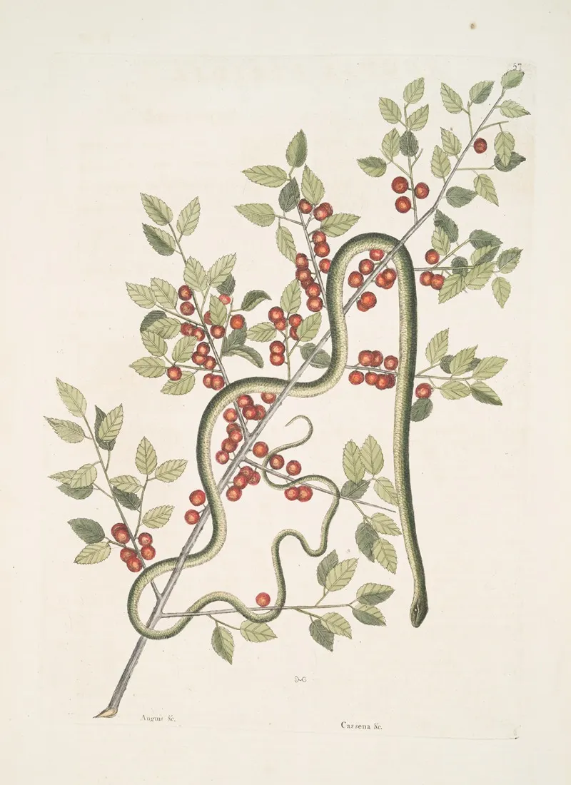 Anguis Viridis The Green Snake Cassena C Wall Art by Mark Catesby - High-Resolution Digital Print