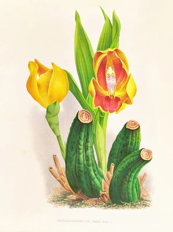 Anguloa Ruckeri Var Media Wall Art by Jean Jules Linden - High-Resolution Digital Print