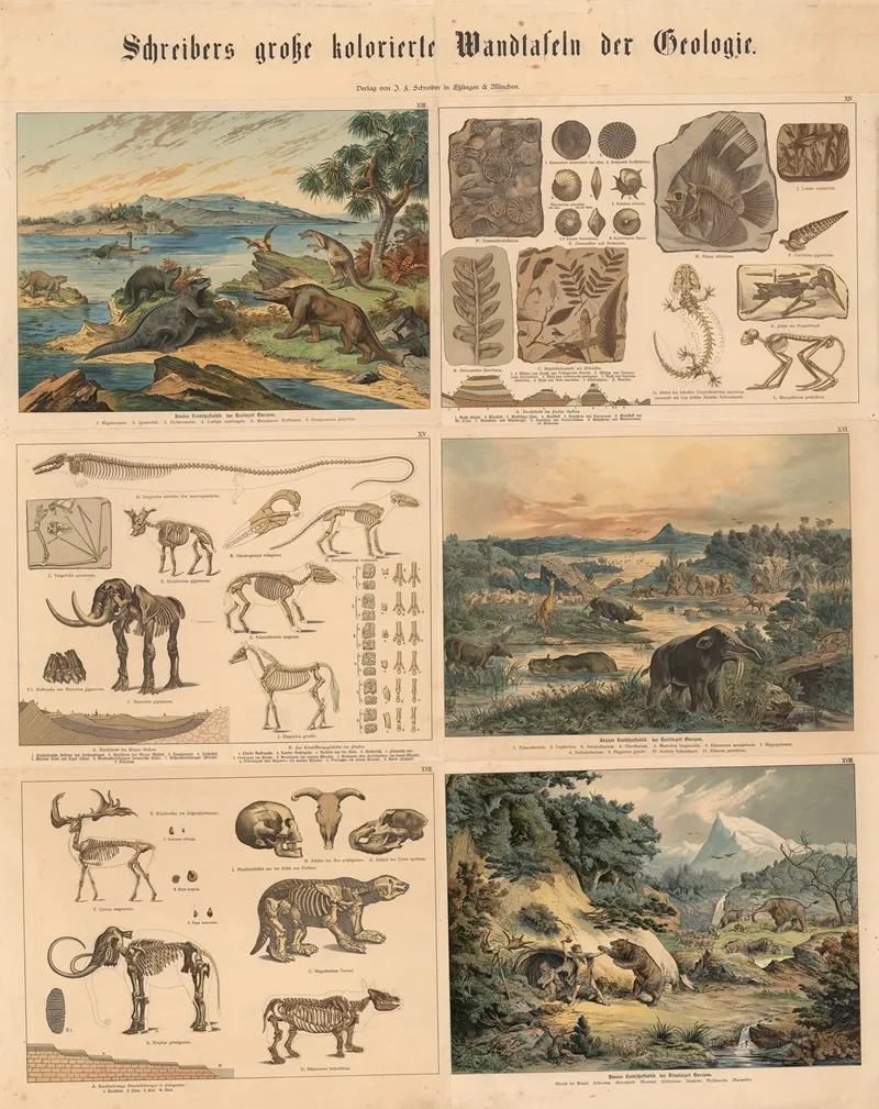Animal And Plant Life