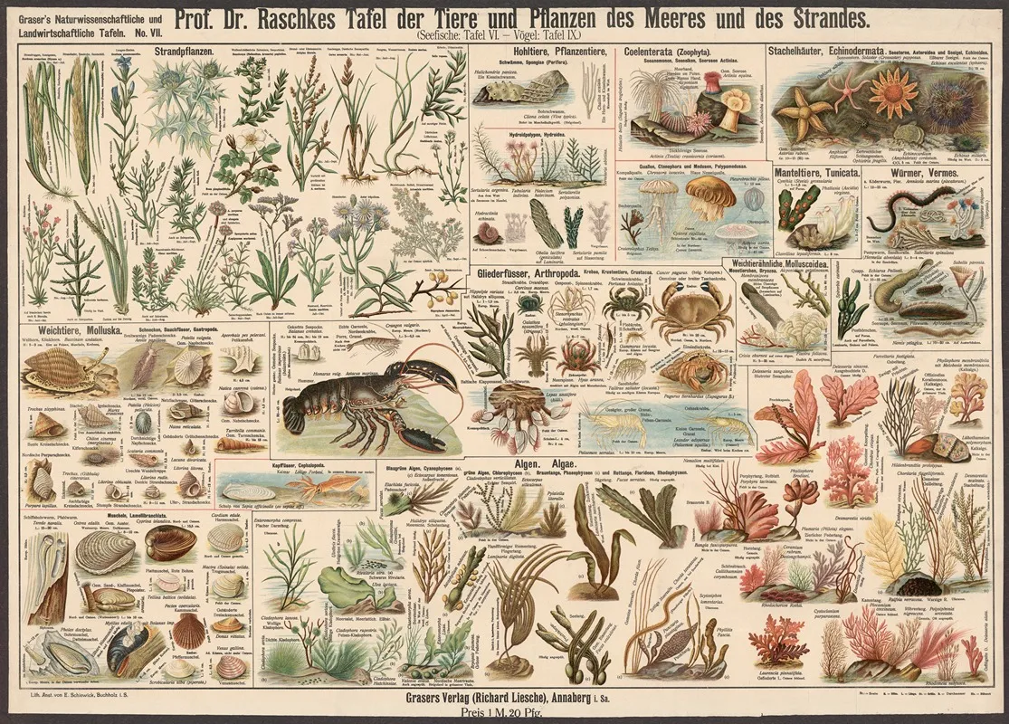 Animals And Plants Of The Sea And The Beach Wall Art by E. Schiewick - High-Resolution Digital Print