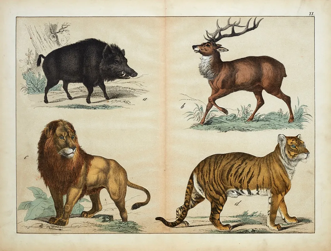 Animals Wall Art by D. Englert - High-Resolution Digital Print