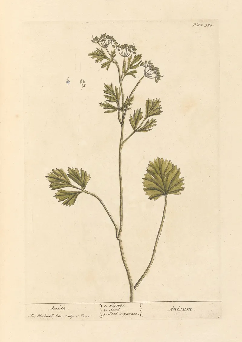 Anise Wall Art by Elizabeth Blackwell - High-Resolution Digital Print