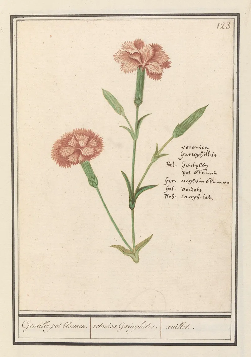Anjer Dianthus Gentille Pot Bloemen Retonica Gariophilus Oeuillet Wall Art by Anselmus Boëtius de Boodt - High-Resolution Digital Print