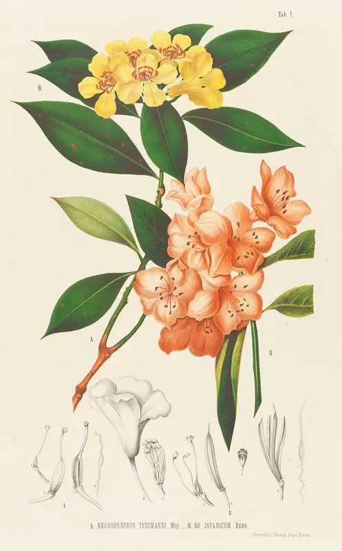 Annales Musei Botanici Wall Art by Friedrich Anton Wilhelm Miquel - High-Resolution Digital Print