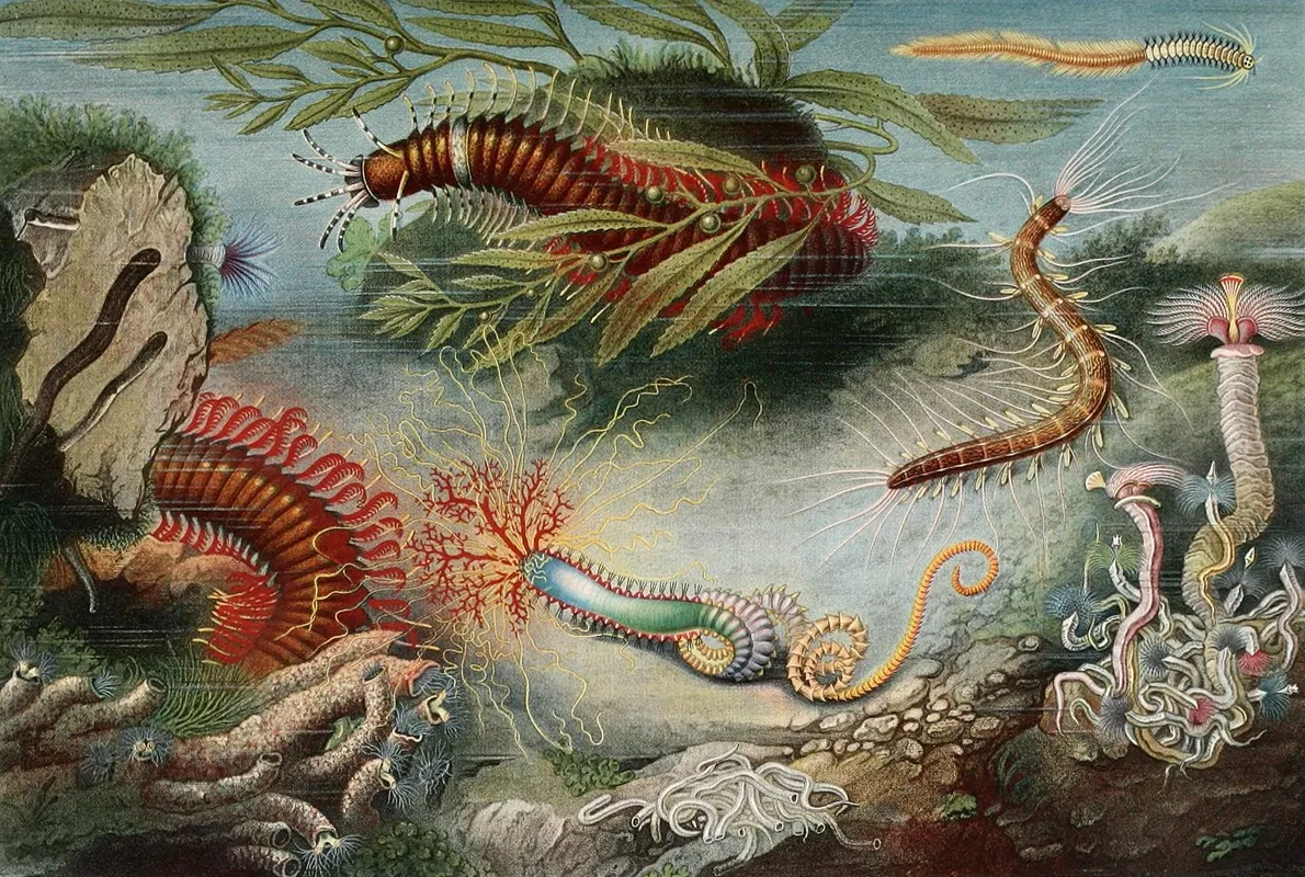 Annelides Wall Art by Alfred Frédol - High-Resolution Digital Print