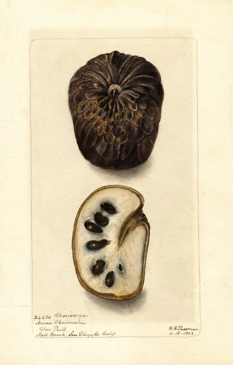 Annona Cherimola 3 Wall Art by Deborah Griscom Passmore - High-Resolution Digital Print