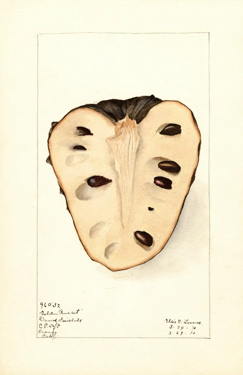 Annona Cherimola Golden Russet 2 Wall Art by Elsie E. Lower - High-Resolution Digital Print