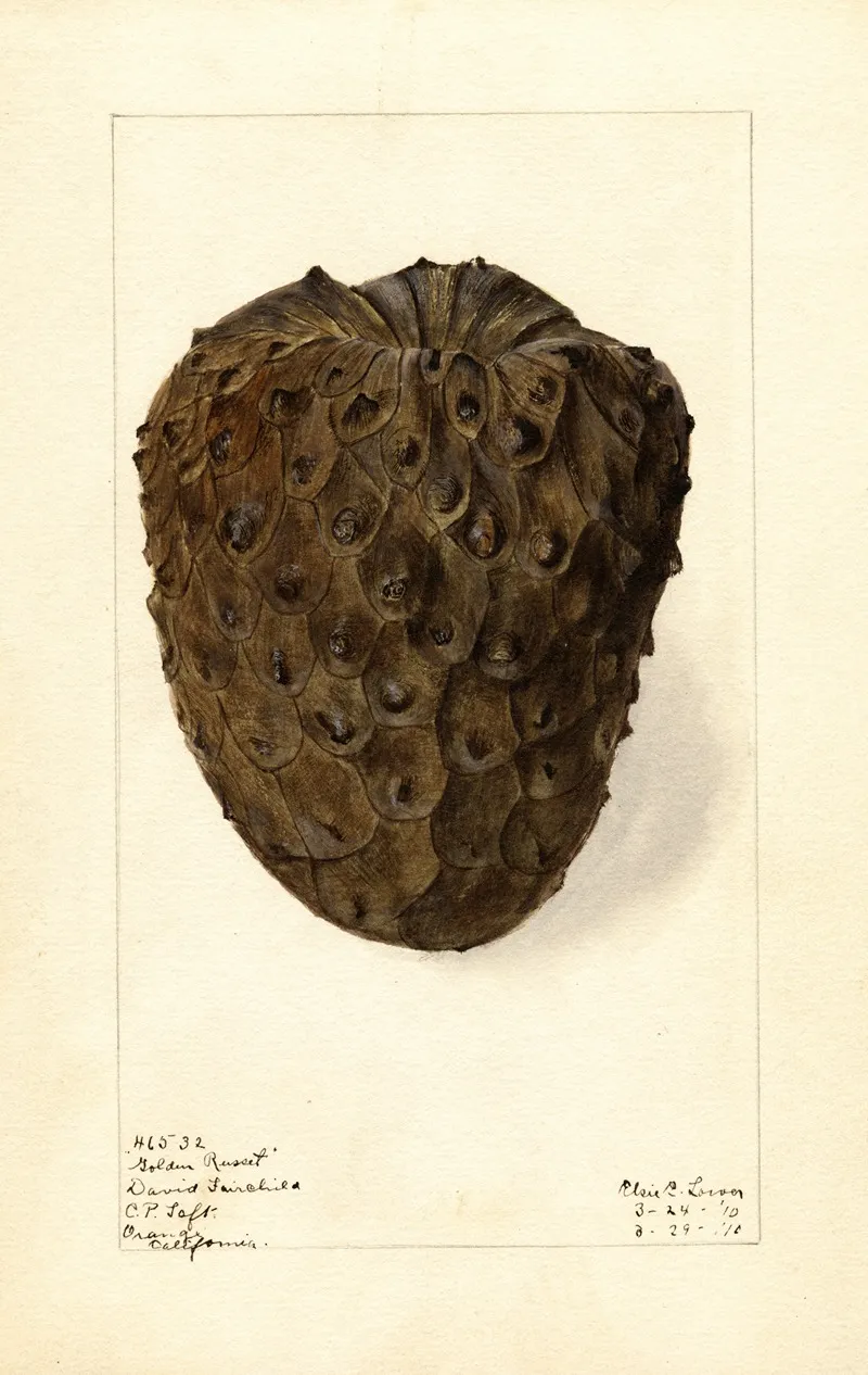 Annona Cherimola Golden Russet 3 Wall Art by Elsie E. Lower - High-Resolution Digital Print