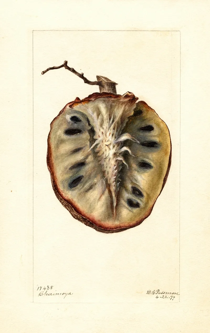 Annona Cherimola Wall Art by Deborah Griscom Passmore - High-Resolution Digital Print