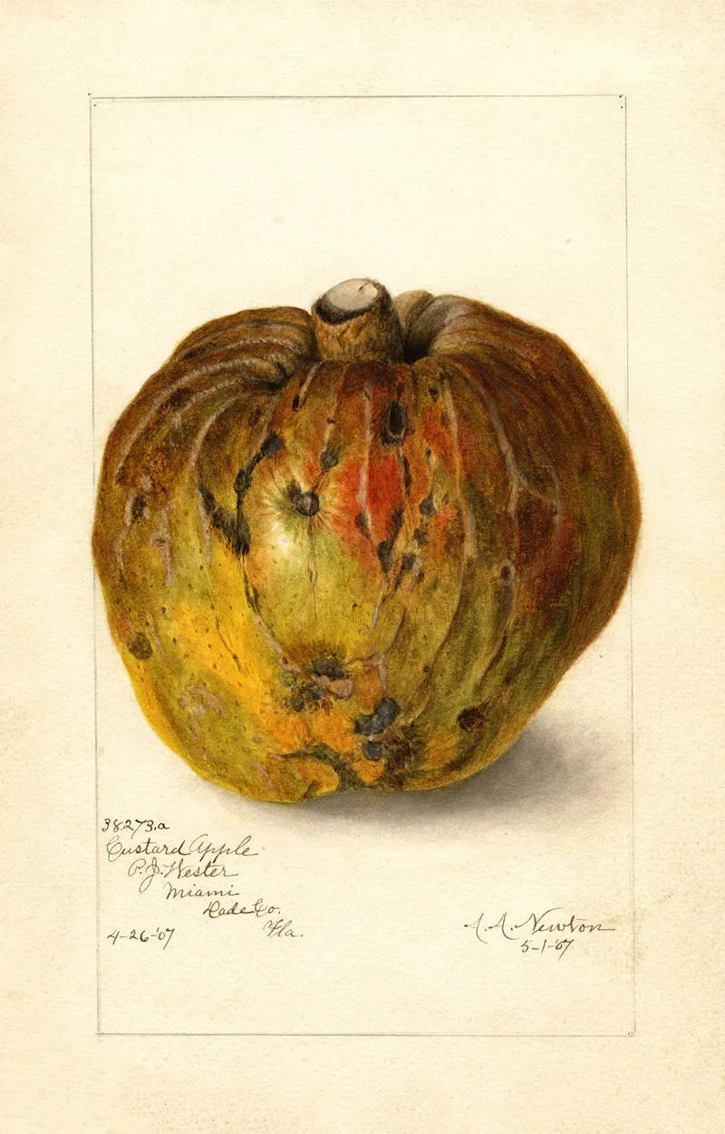 Annona Reticulata 2 Wall Art by Amanda Almira Newton - High-Resolution Digital Print