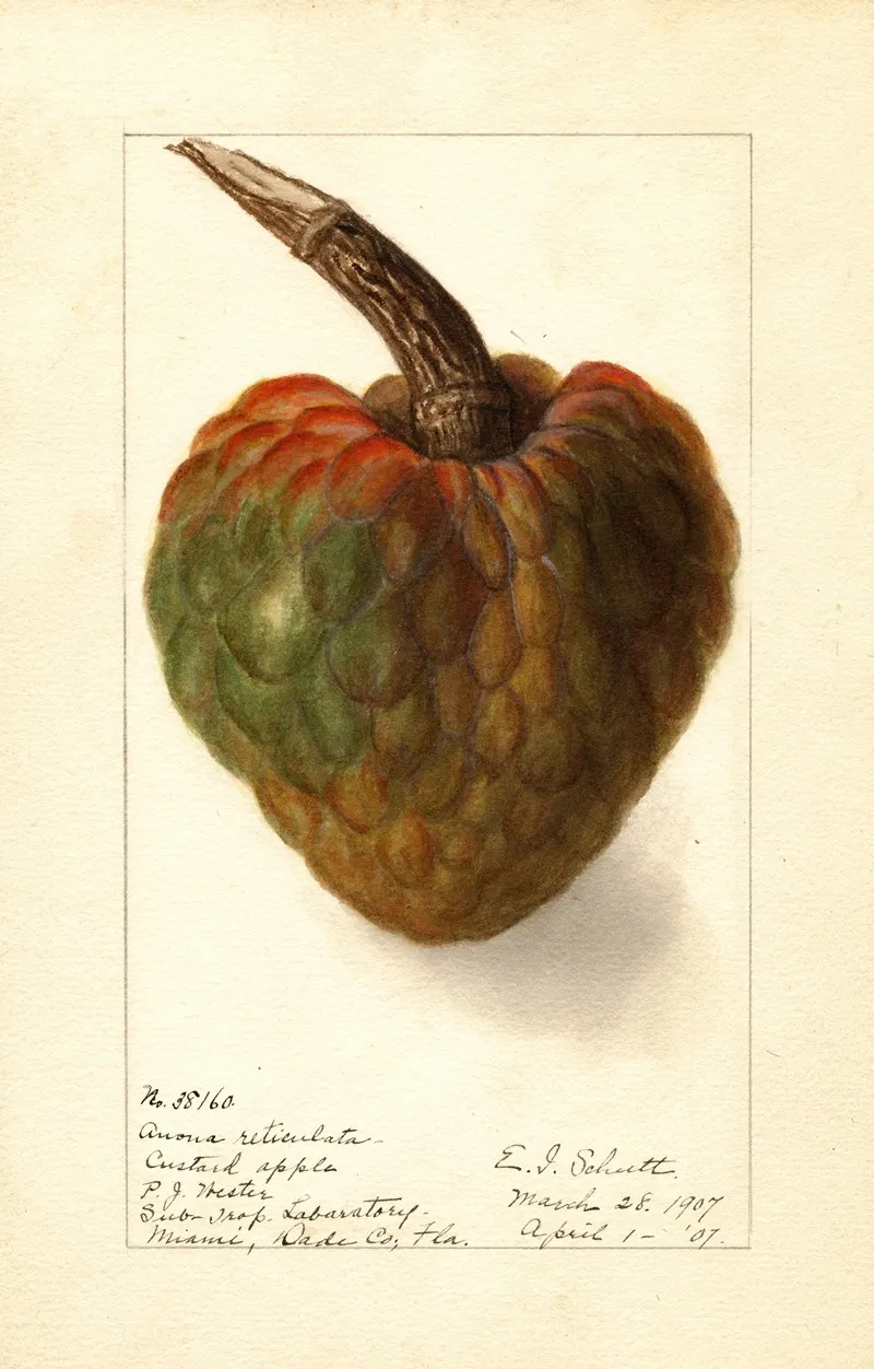 Annona Reticulata 6 Wall Art by Ellen Isham Schutt - High-Resolution Digital Print