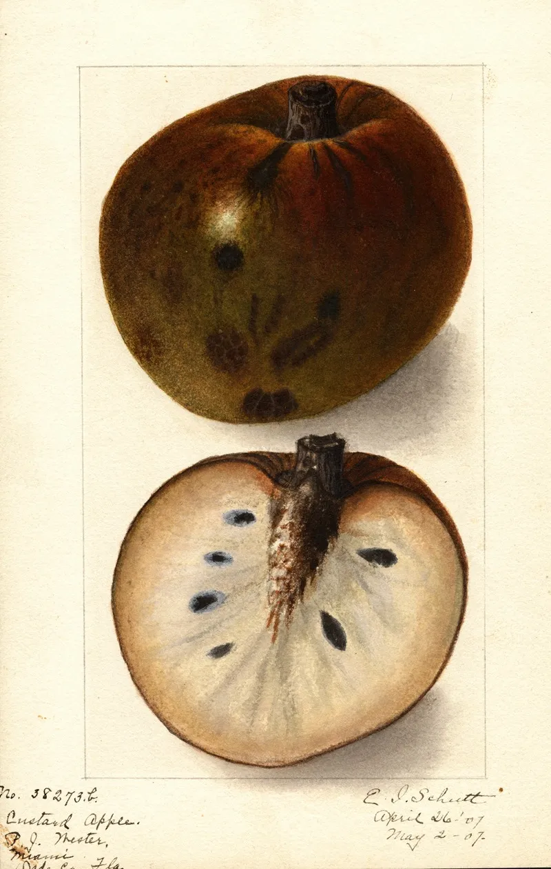Annona Reticulata Wall Art by Ellen Isham Schutt - High-Resolution Digital Print