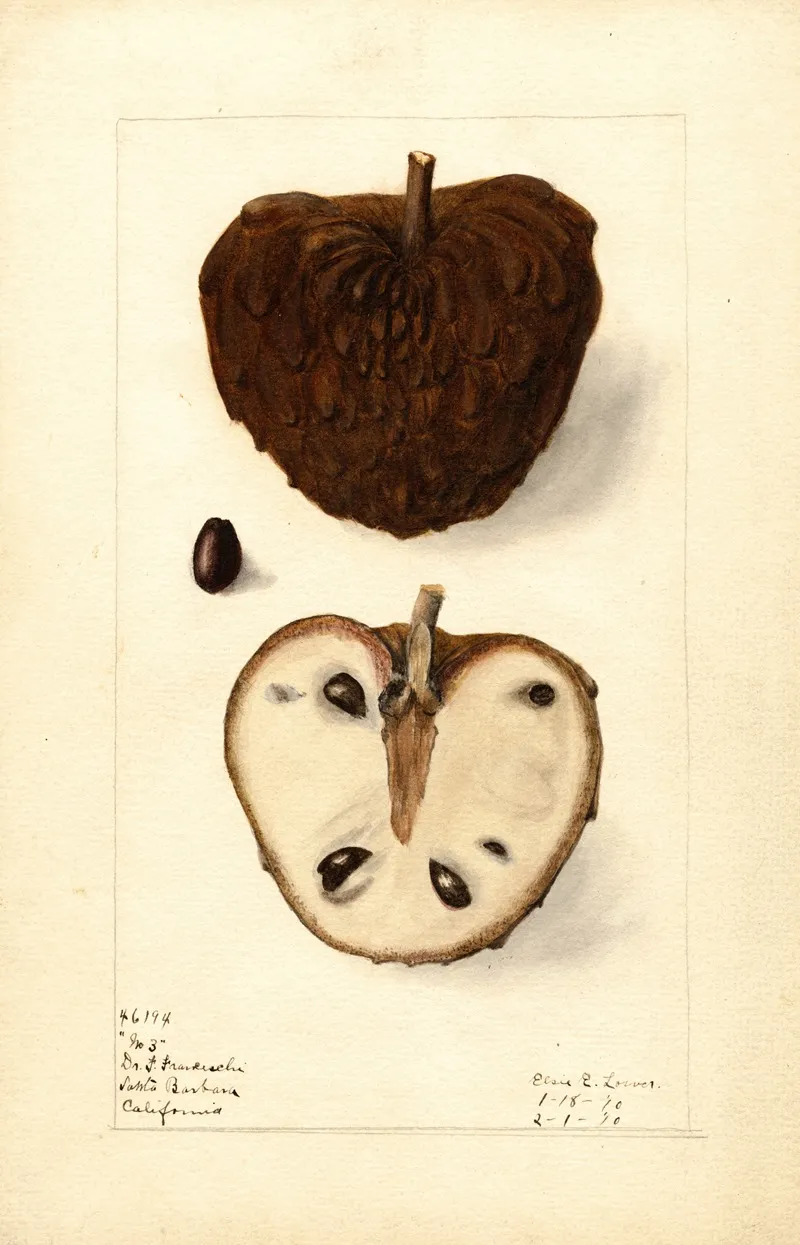 Annona Squamosa No Wall Art by Elsie E. Lower - High-Resolution Digital Print