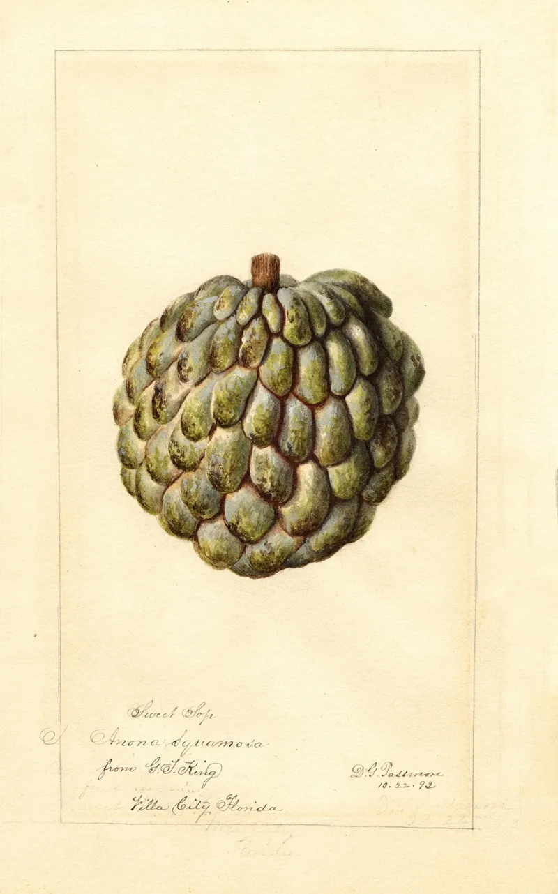 Annona Squamosa Sweet Sop Wall Art by Deborah Griscom Passmore - High-Resolution Digital Print