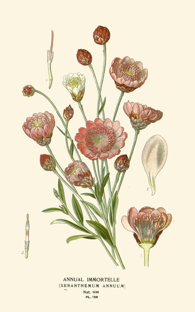 Annual Immortelle Wall Art by Edward Step - High-Resolution Digital Print