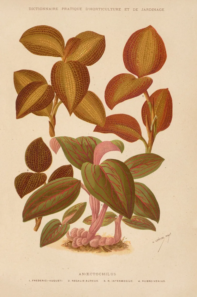 Anoectochilus Wall Art by George Nicholson - High-Resolution Digital Print