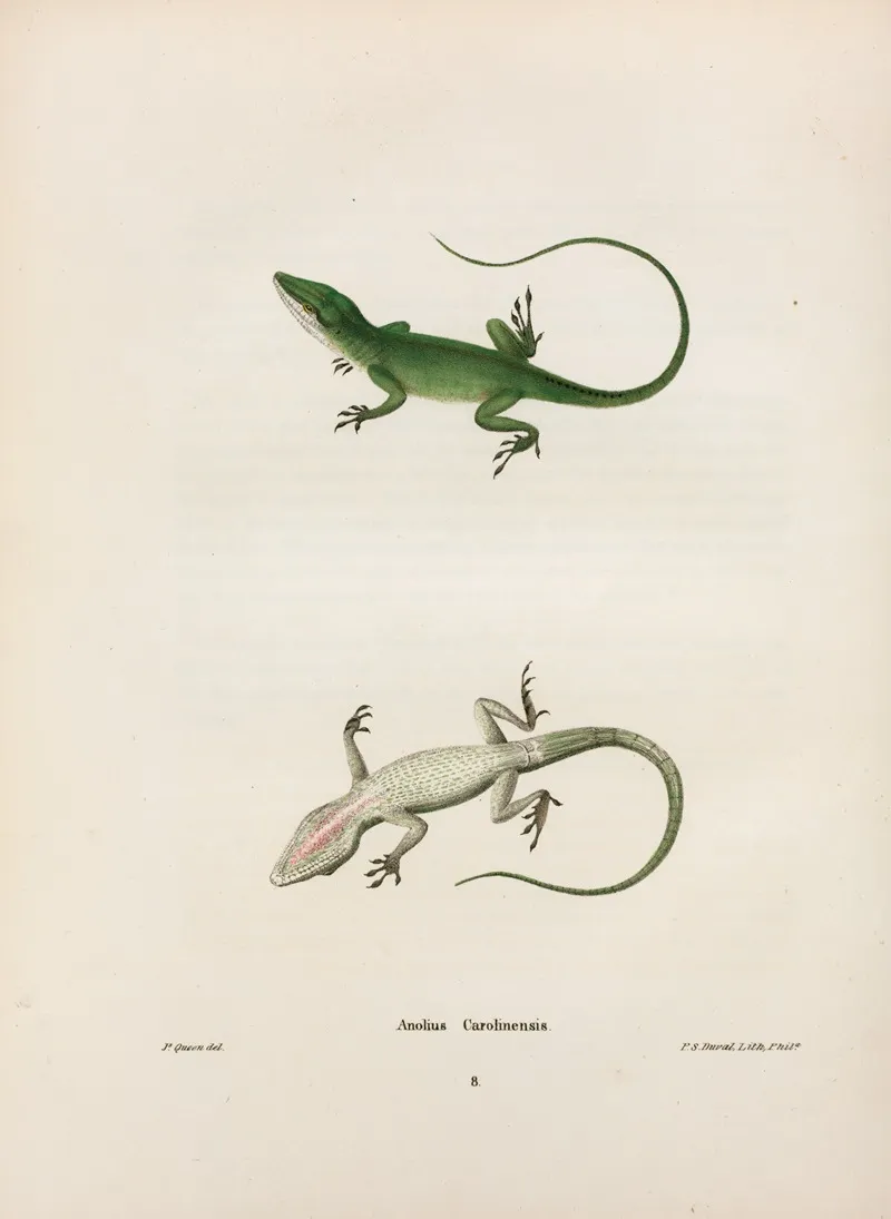 Anolius Carolinensis Wall Art by John Edwards Holbrook - High-Resolution Digital Print