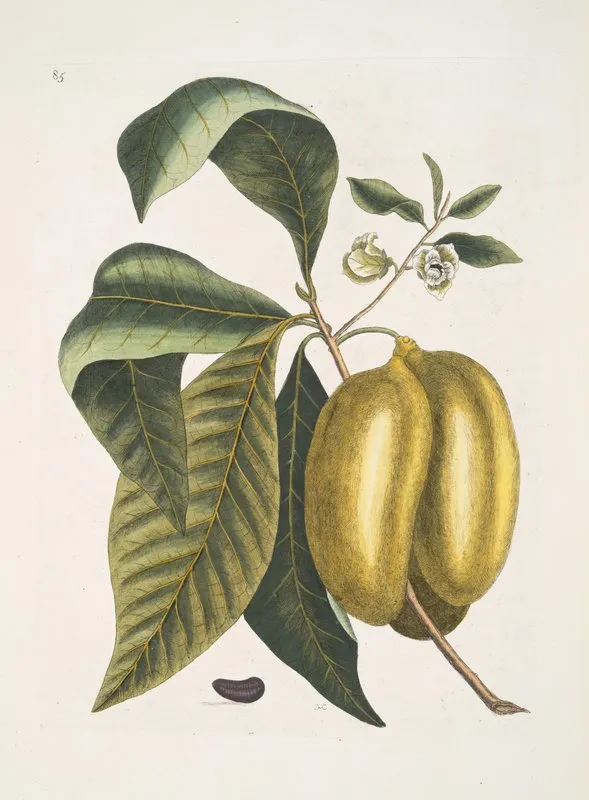 Anona Fructu Lutescente C Wall Art by Mark Catesby - High-Resolution Digital Print