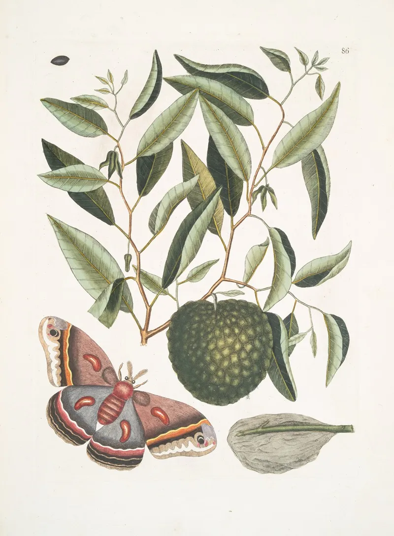 Anona Maxima Phalaena Magna The Largest Carolina Moth The Caterpillar Of This Moth Wall Art by Mark Catesby - High-Resolution Digital Print