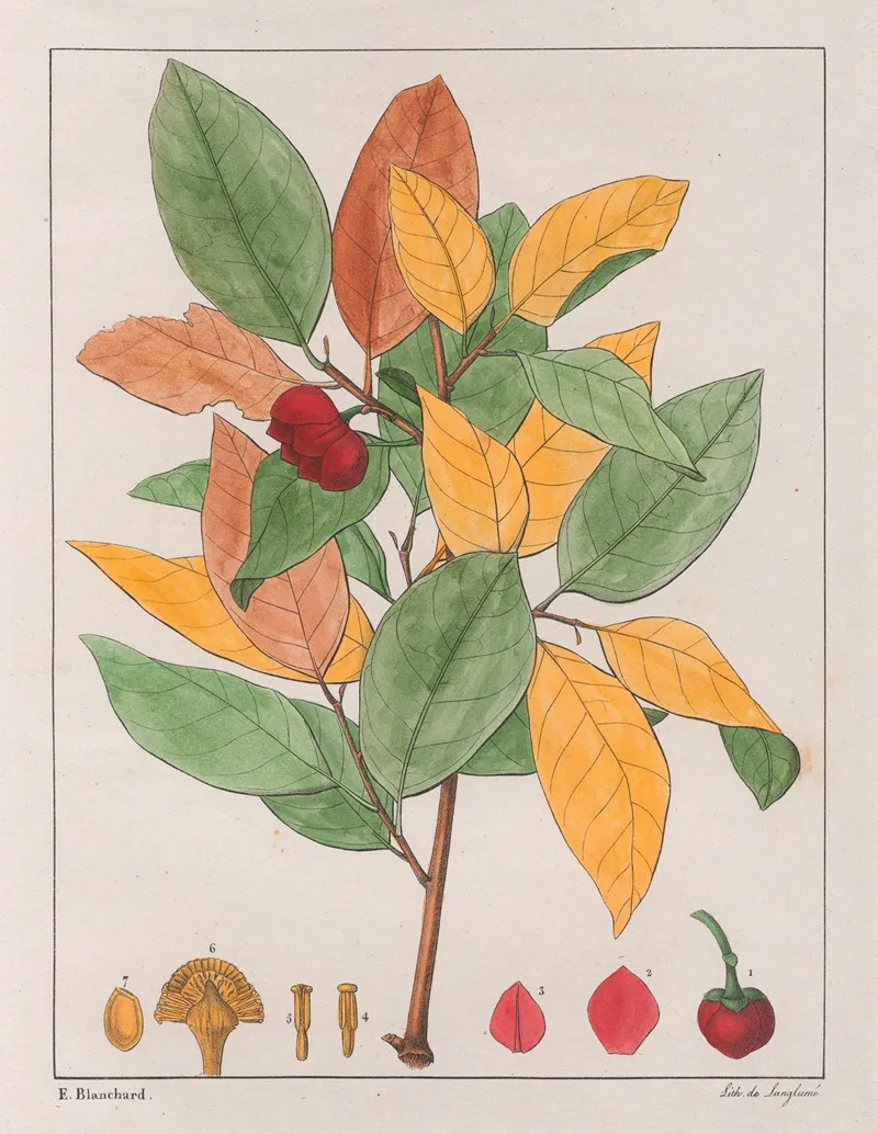 Anona Palustris Wall Art by Auguste de Saint-Hilaire - High-Resolution Digital Print