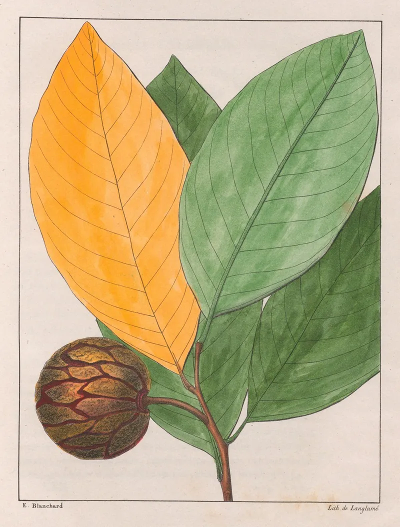 Anona Sylvatica Wall Art by Auguste de Saint-Hilaire - High-Resolution Digital Print