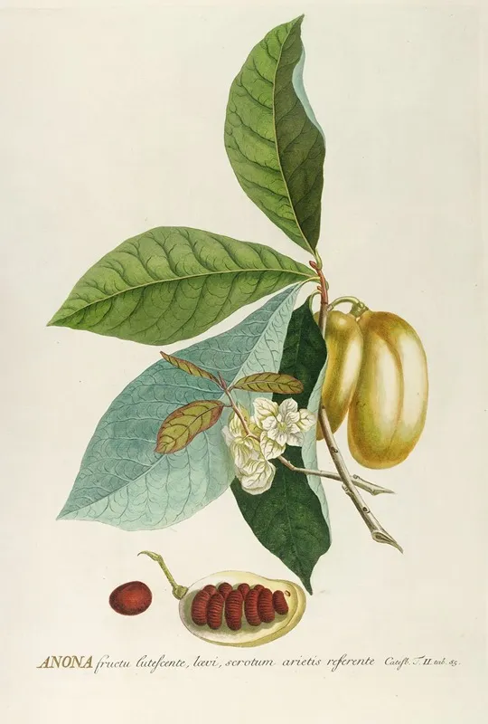Anona Wall Art by Georg Dionysius Ehret - High-Resolution Digital Print