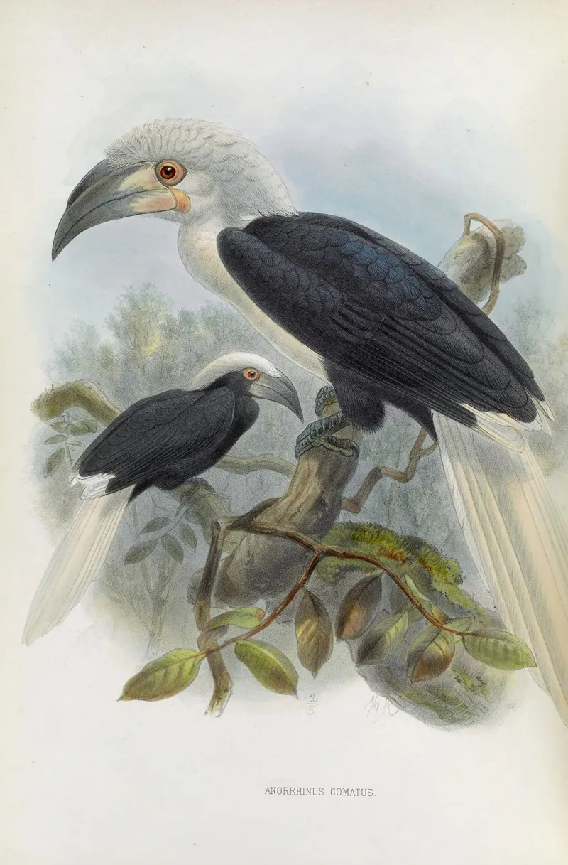 Anorrhinus Comatus Wall Art by Daniel Giraud Elliot - High-Resolution Digital Print
