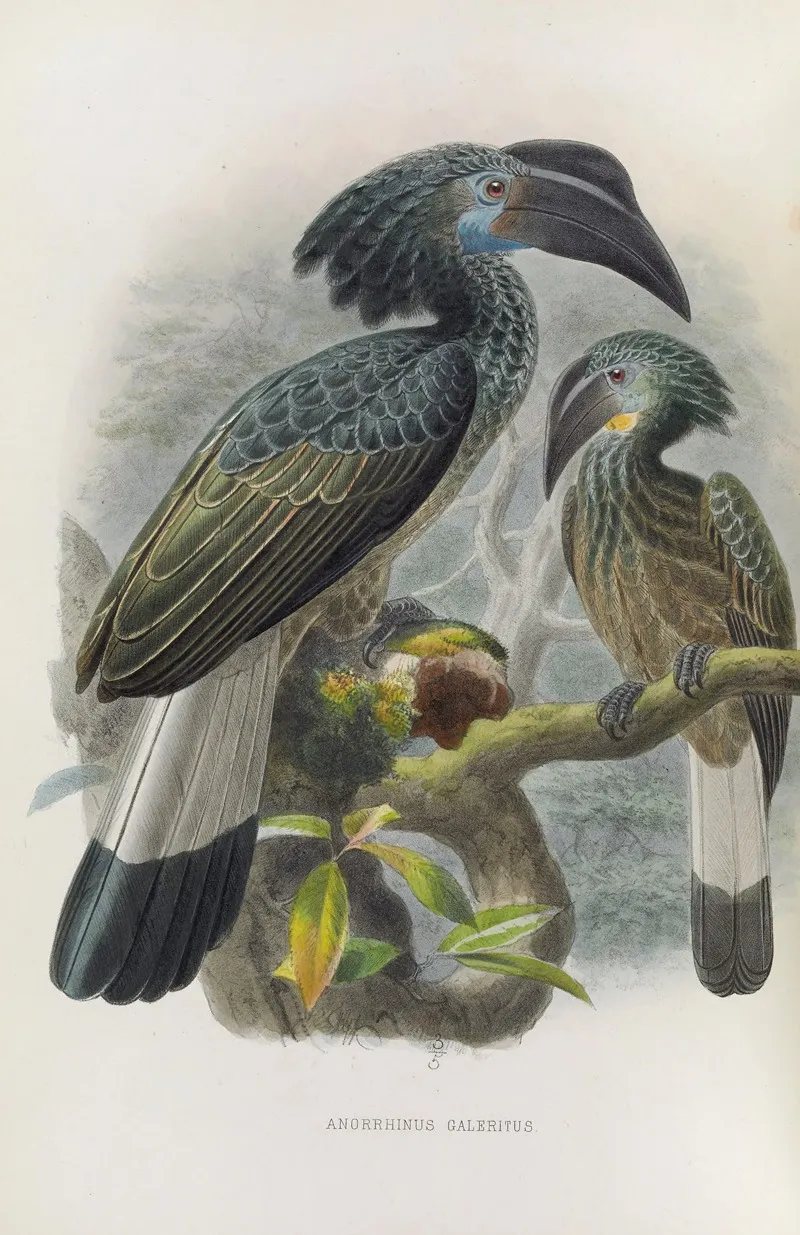 Anorrhinus Galeritus Wall Art by Daniel Giraud Elliot - High-Resolution Digital Print