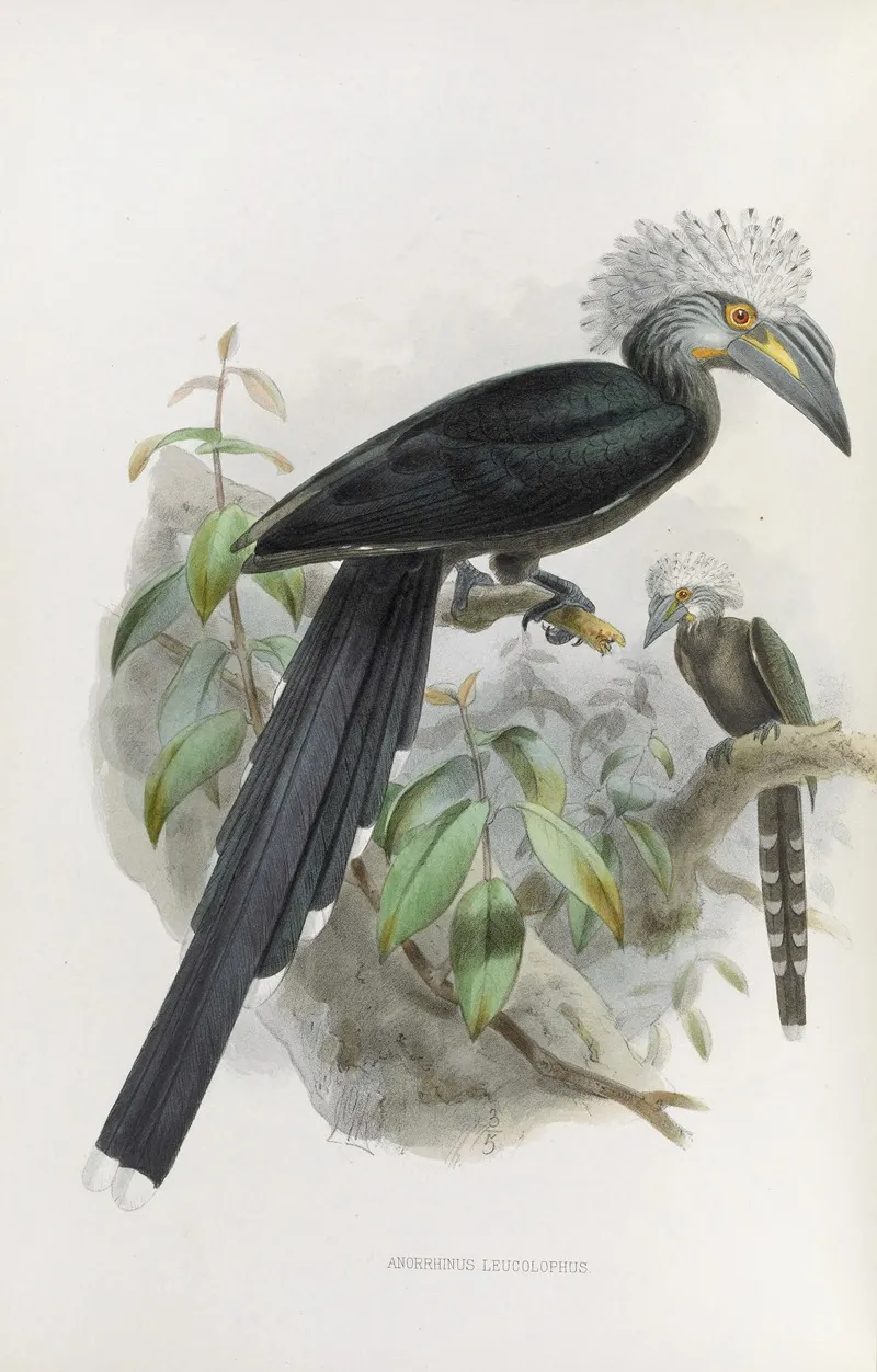 Anorrhinus Leucolophus Wall Art by Daniel Giraud Elliot - High-Resolution Digital Print
