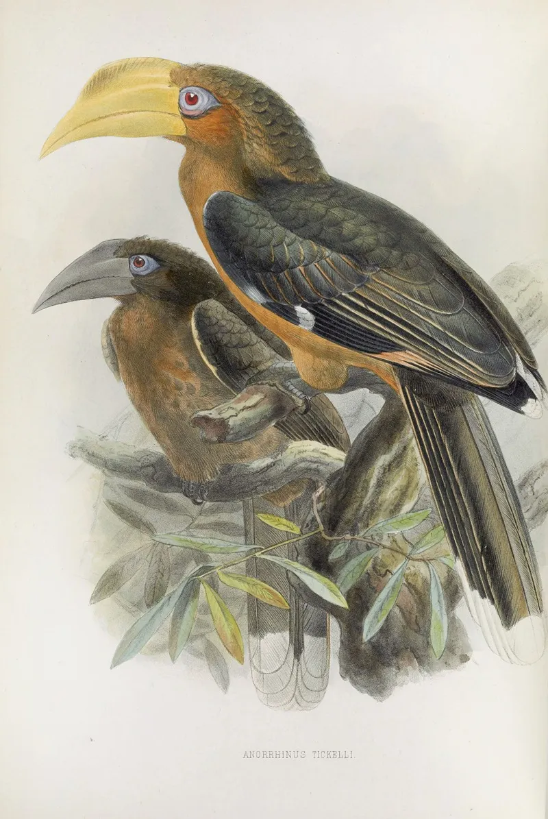 Anorrhinus Tickelli Wall Art by Daniel Giraud Elliot - High-Resolution Digital Print