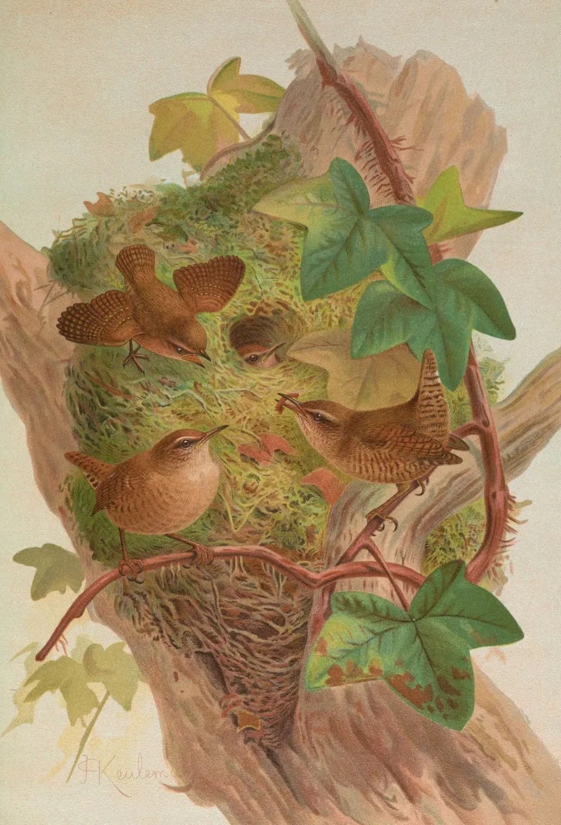 Anorthura Troglodytes Wall Art by Johann Friedrich Naumann - High-Resolution Digital Print