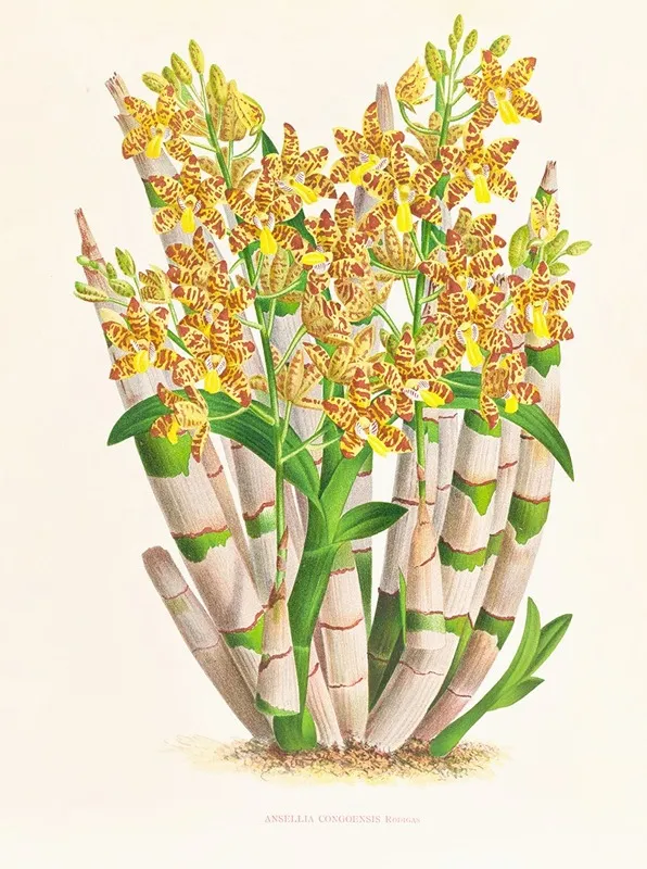 Ansellia Congoensis Wall Art by Jean Jules Linden - High-Resolution Digital Print