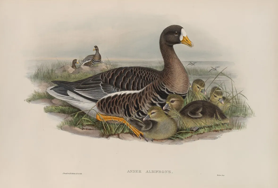 Anser Albifrons 2 Wall Art by John Gould - High-Resolution Digital Print