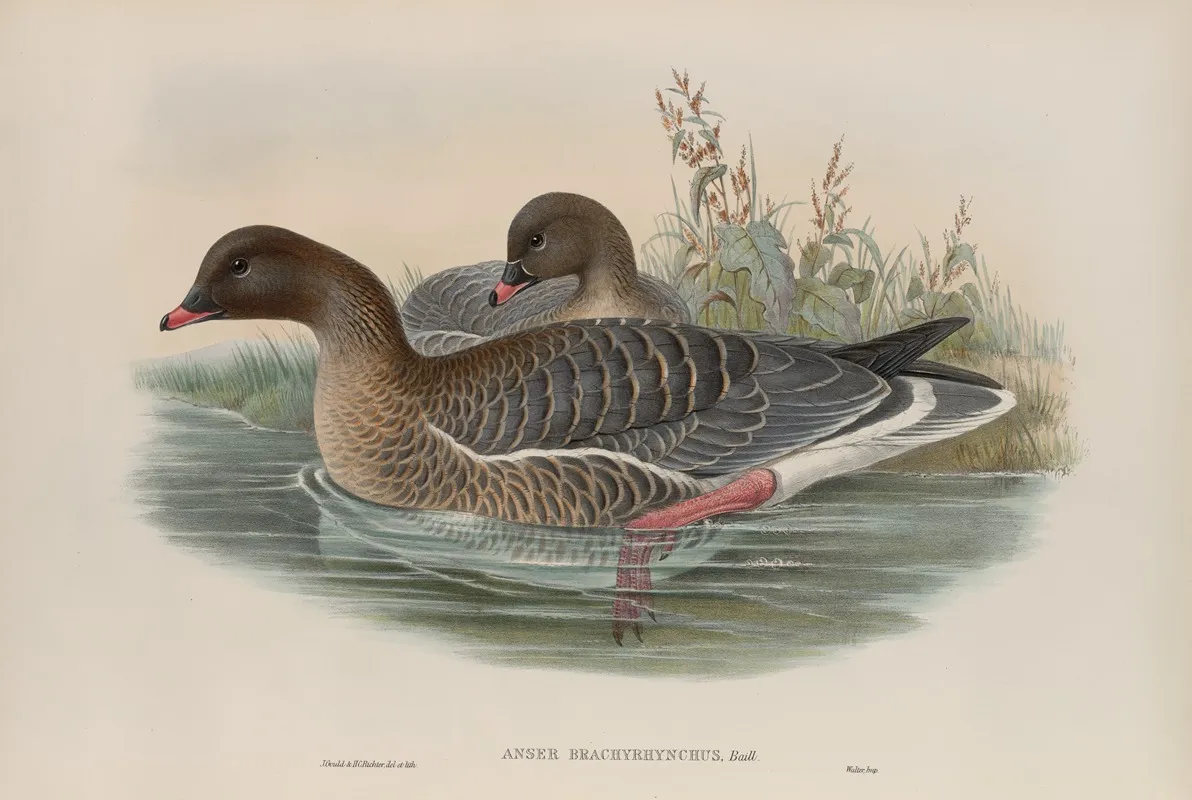 Anser Brachyrhynchus Wall Art by John Gould - High-Resolution Digital Print