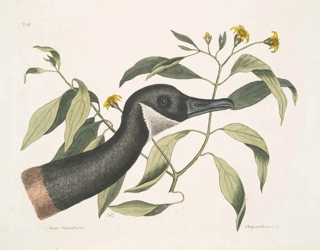 Anser Canadensis The Canada Goose Chrysanthemum C Wall Art by Mark Catesby - High-Resolution Digital Print