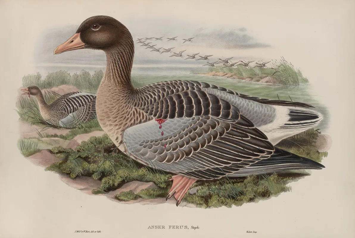 Anser Ferus Wall Art by John Gould - High-Resolution Digital Print