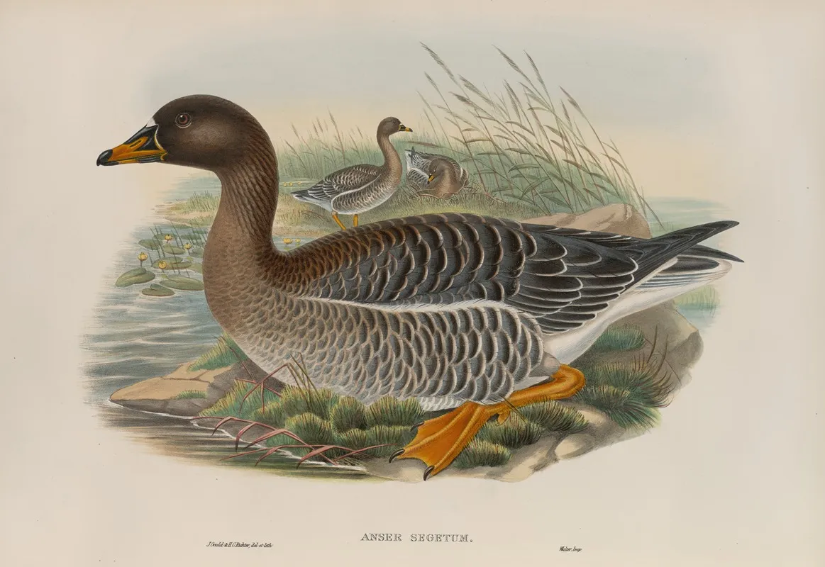Anser Segetum Wall Art by John Gould - High-Resolution Digital Print