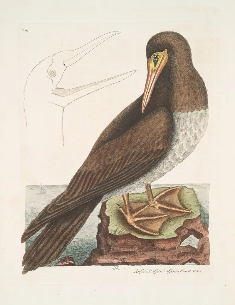 Anseri Bassano Affinis Fusca Avis The Booby Wall Art by Mark Catesby - High-Resolution Digital Print