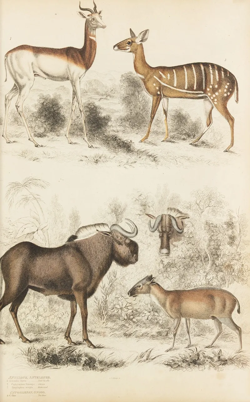 Antelopes Gnods Wall Art by William MacGillivray - High-Resolution Digital Print