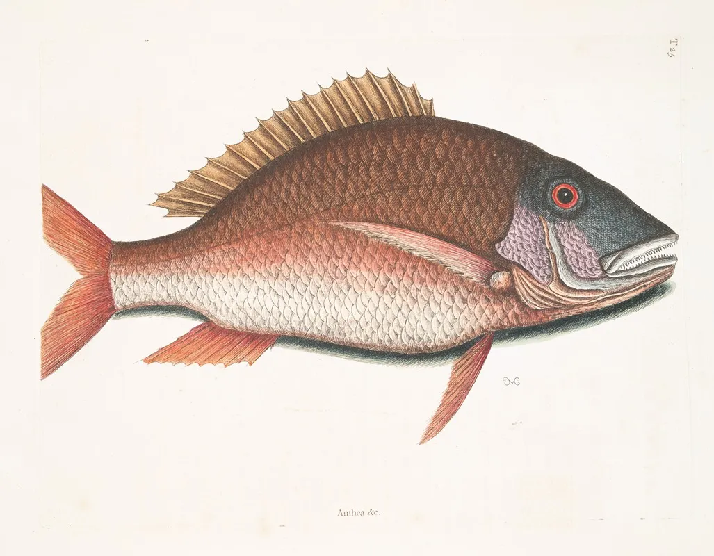 Anthea The Mutton Fish Wall Art by Mark Catesby - High-Resolution Digital Print