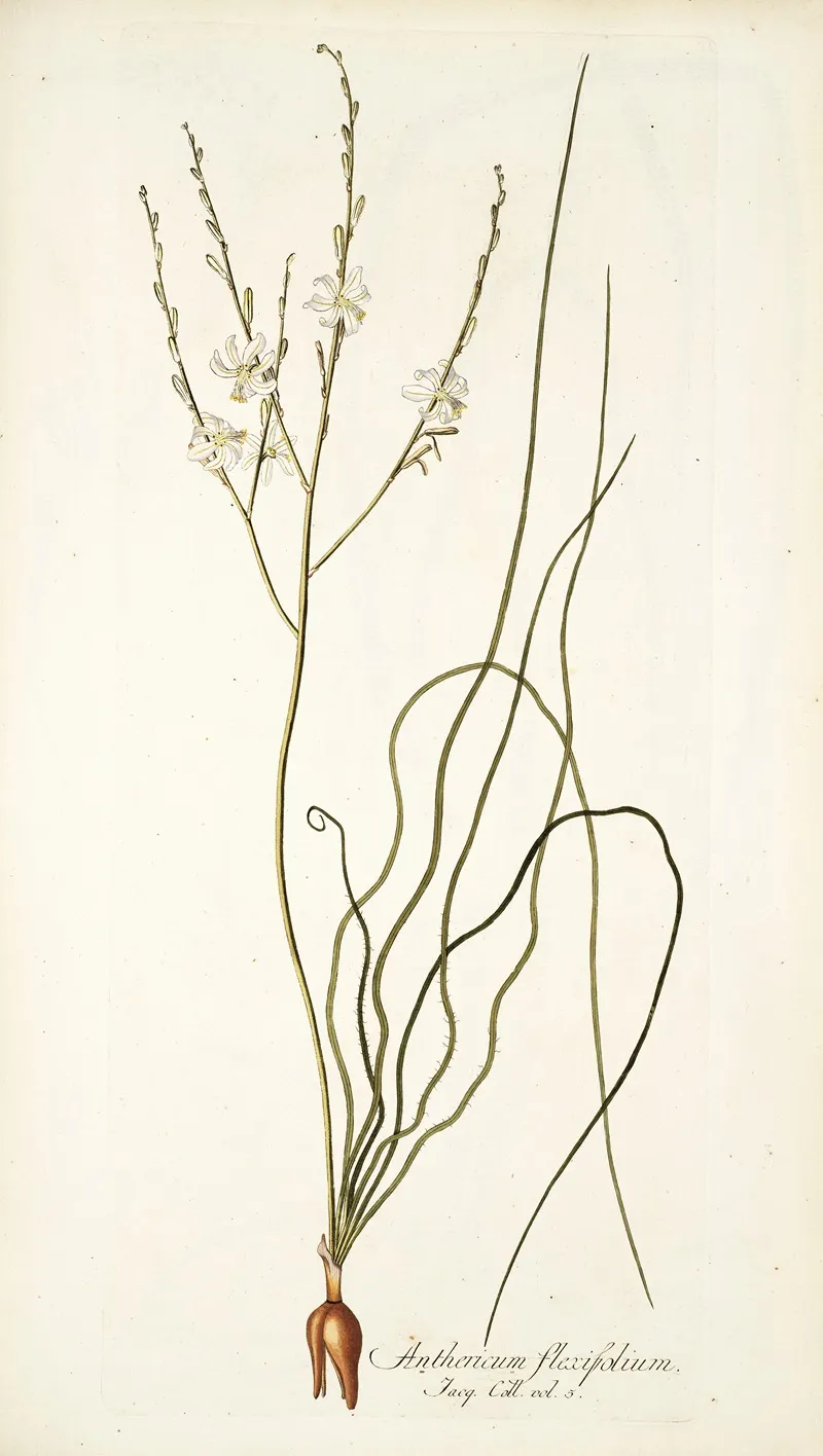Anthericum Flexifolium Wall Art by Nikolaus Joseph Freiherr von Jacquin - High-Resolution Digital Print