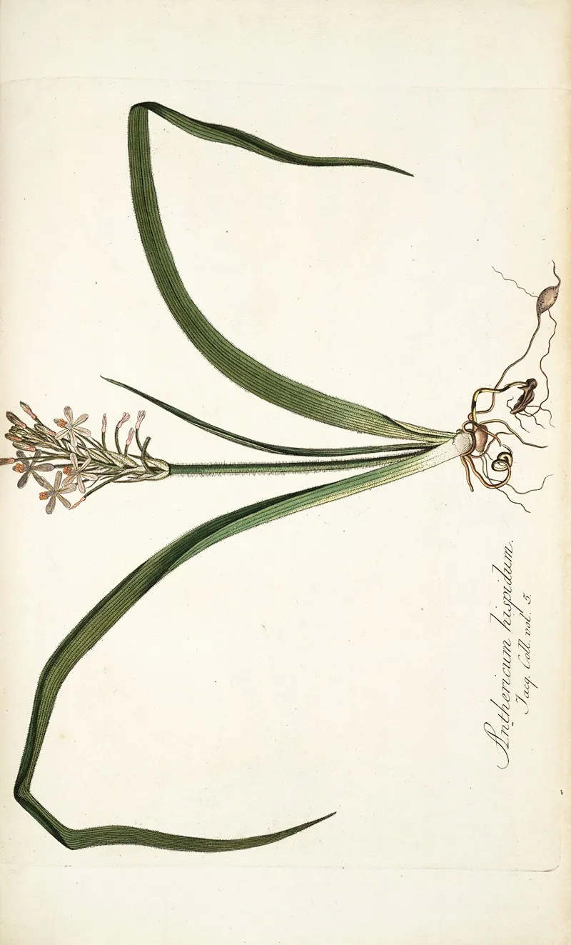 Anthericum Hispidum Wall Art by Nikolaus Joseph Freiherr von Jacquin - High-Resolution Digital Print