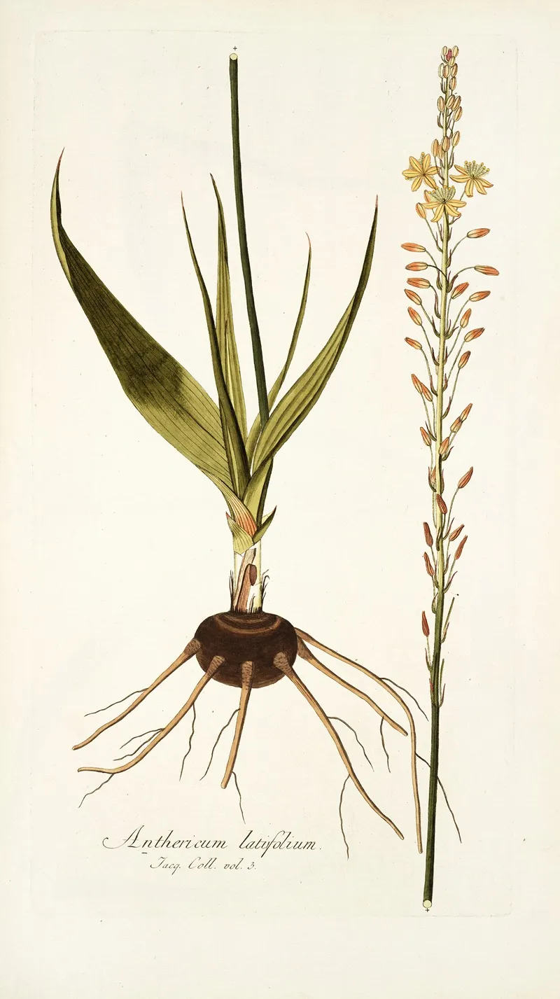 Anthericum Latifolium Wall Art by Nikolaus Joseph Freiherr von Jacquin - High-Resolution Digital Print