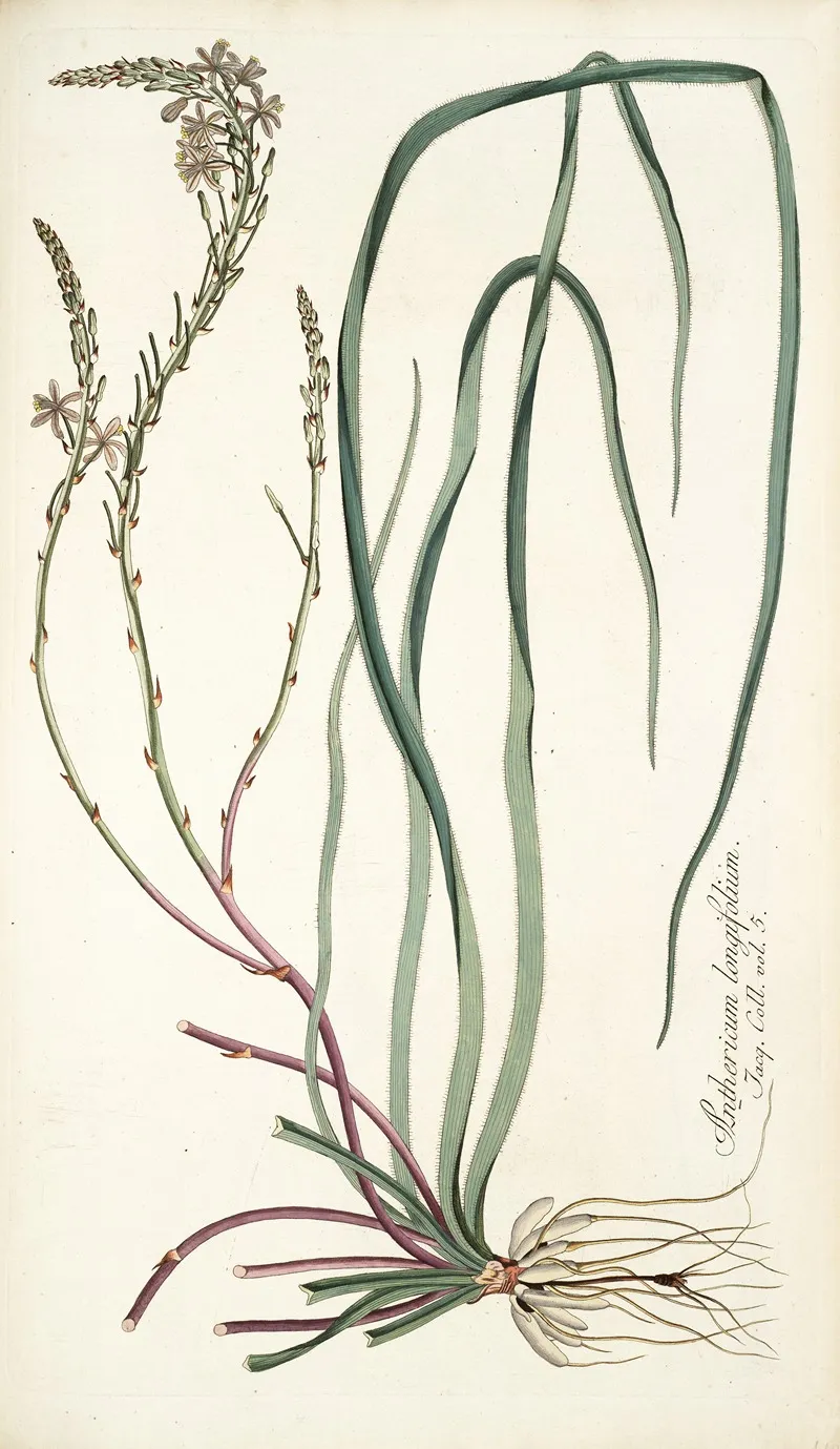 Anthericum Longifolium Wall Art by Nikolaus Joseph Freiherr von Jacquin - High-Resolution Digital Print