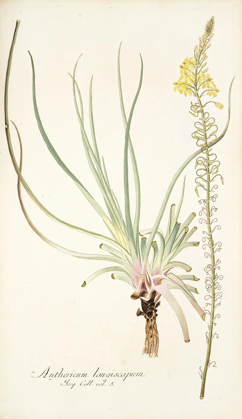 Anthericum Longiscapum Wall Art by Nikolaus Joseph Freiherr von Jacquin - High-Resolution Digital Print