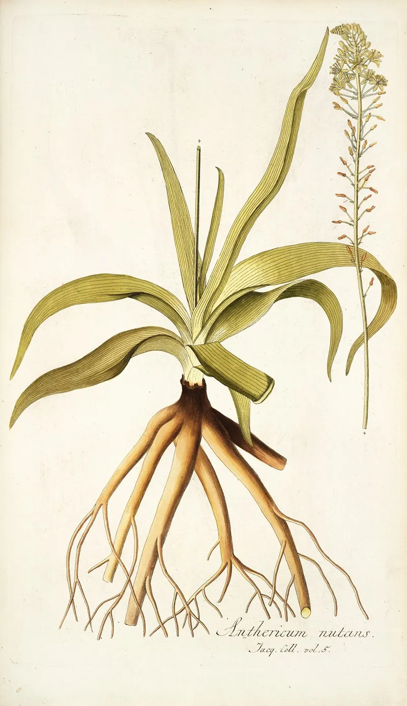 Anthericum Nutans Wall Art by Nikolaus Joseph Freiherr von Jacquin - High-Resolution Digital Print