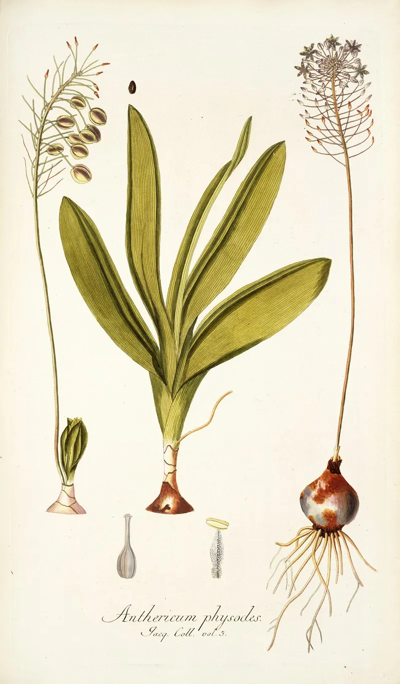 Anthericum Physodes Wall Art by Nikolaus Joseph Freiherr von Jacquin - High-Resolution Digital Print