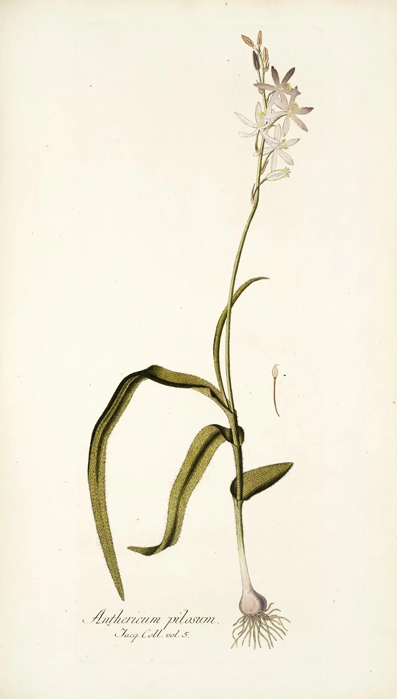 Anthericum Pilosum Wall Art by Nikolaus Joseph Freiherr von Jacquin - High-Resolution Digital Print