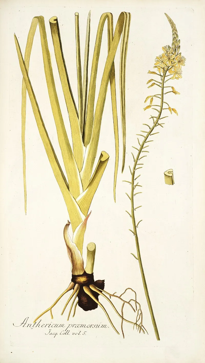 Anthericum Praemorsum Wall Art by Nikolaus Joseph Freiherr von Jacquin - High-Resolution Digital Print